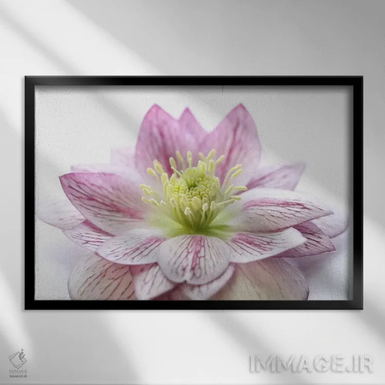 تابلو گل هللبور صورتی اثر آلیسون فنل - نمای قابدار مشکی