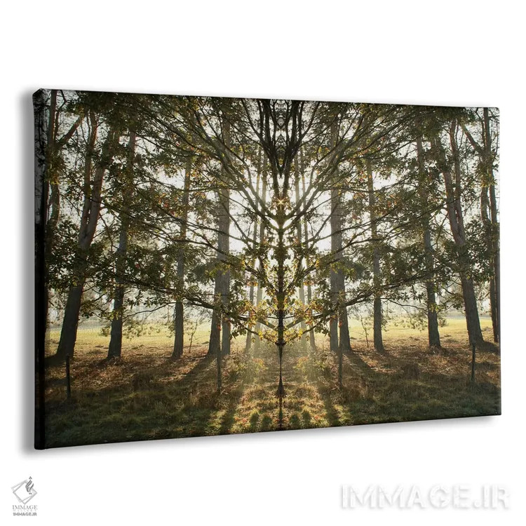 تابلو تقارن درخت صبحگاهی با درخشش نور خورشید اثر آلیسون فنل - نمای پرسپکتیو محصول