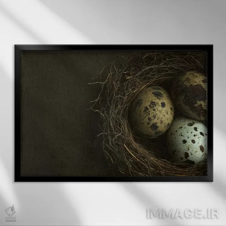 تابلو نمای نزدیک لانه پرنده و تخم بلدرچین اثر آلیسون فنل - نمای قابدار مشکی