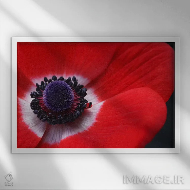 تابلو شقایق قرمز اثر آلیسون فنل - نمای قابدار سفید