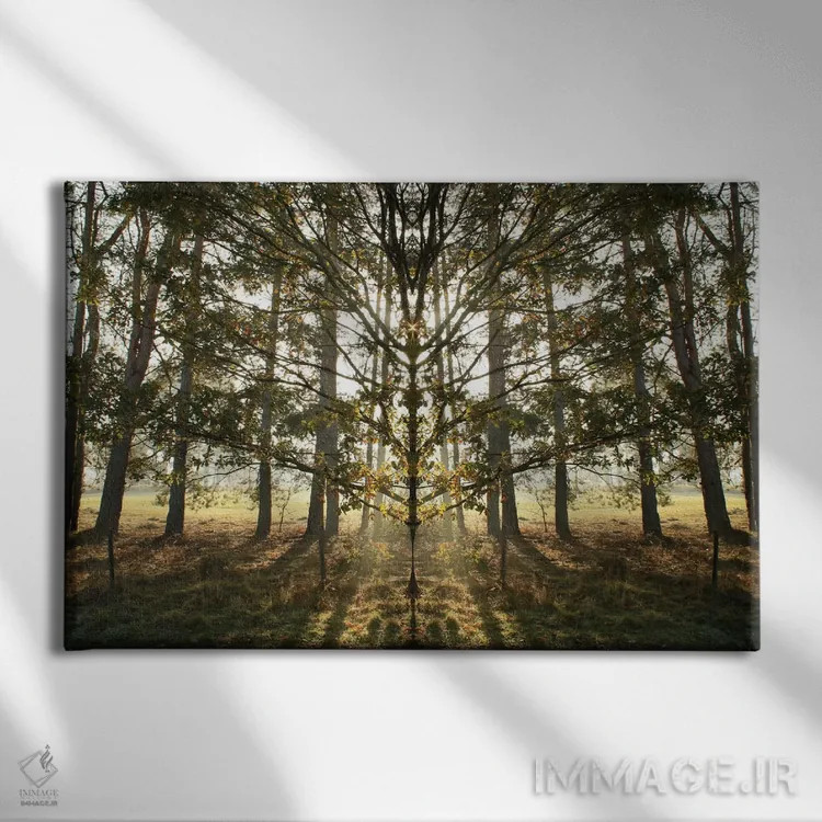 تابلو تقارن درخت صبحگاهی با درخشش نور خورشید اثر آلیسون فنل - نمای روبهرو روی دیوار