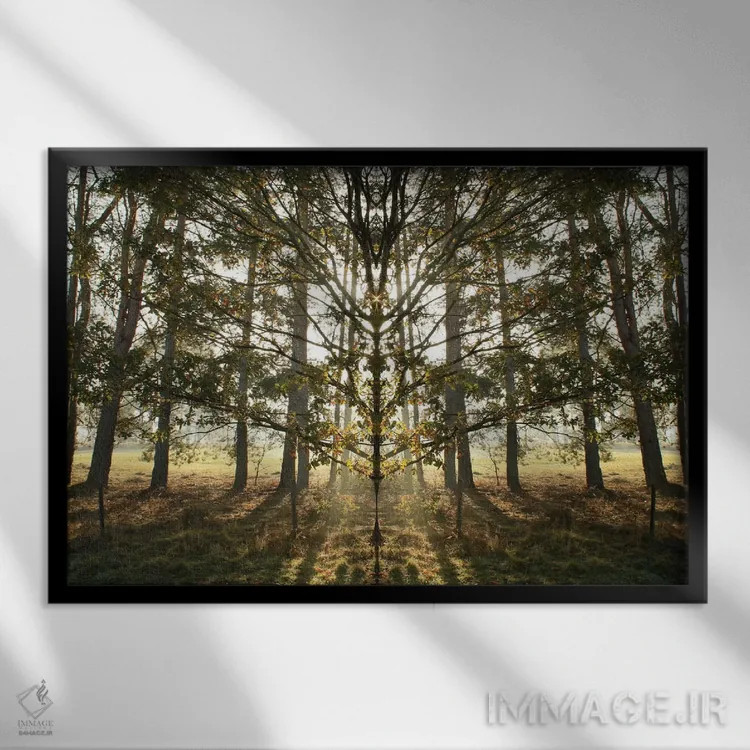 تابلو تقارن درخت صبحگاهی با درخشش نور خورشید اثر آلیسون فنل - نمای قابدار مشکی