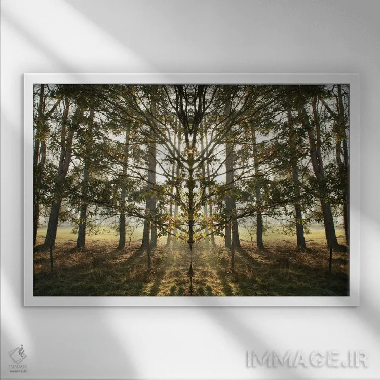 تابلو تقارن درخت صبحگاهی با درخشش نور خورشید اثر آلیسون فنل - نمای قابدار سفید