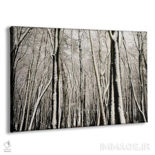 تابلو درختان پوشیده از برف اثر آلیسون فنل - نمای پرسپکتیو محصول