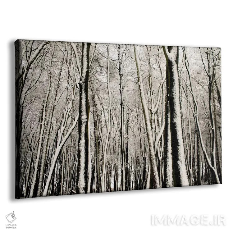 تابلو درختان پوشیده از برف اثر آلیسون فنل - نمای پرسپکتیو محصول