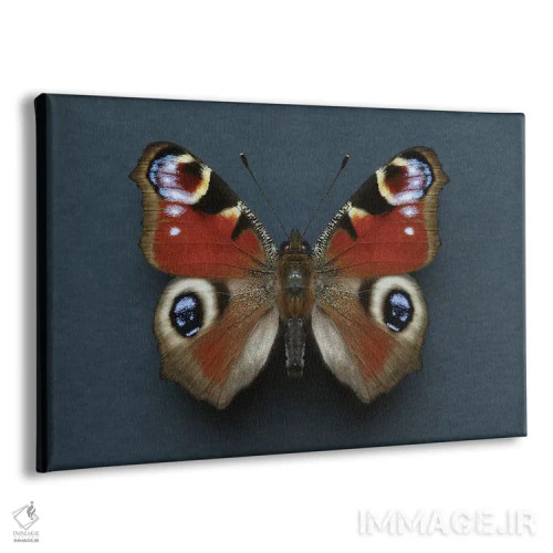تابلو پروانه طاووسی اثر آلیسون فنل - نمای پرسپکتیو محصول