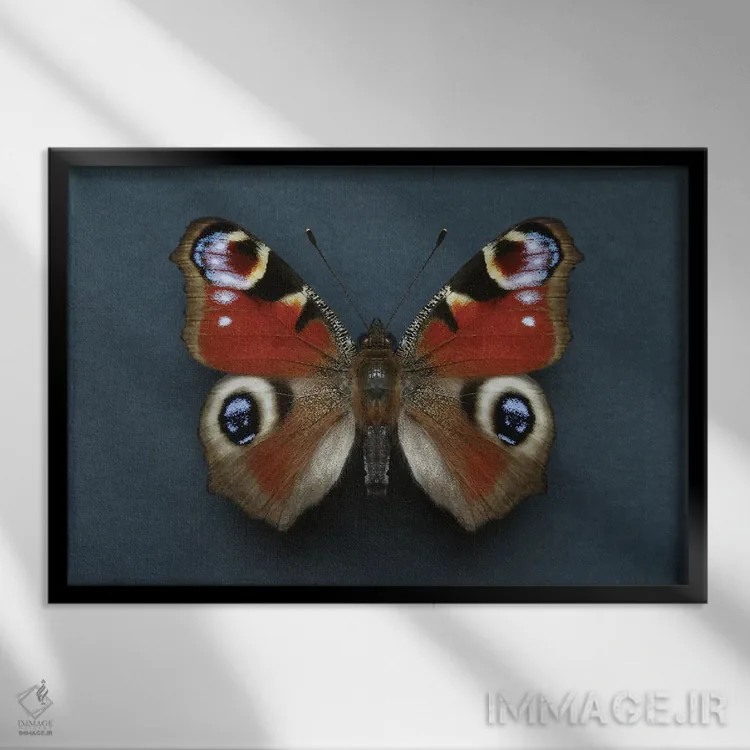 تابلو پروانه طاووسی اثر آلیسون فنل - نمای قابدار مشکی