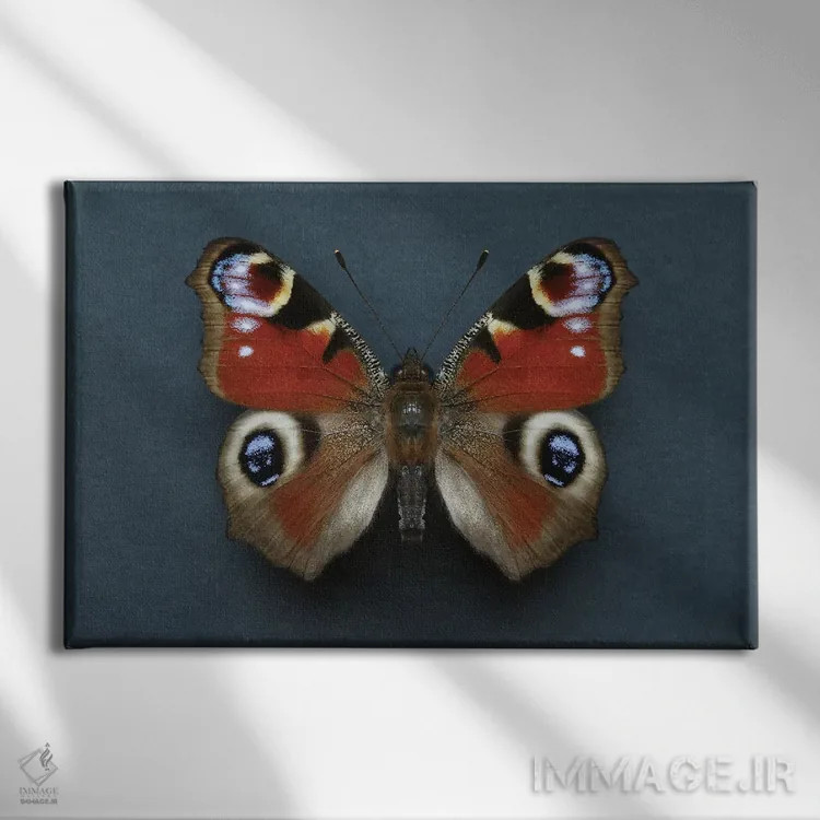 تابلو پروانه طاووسی اثر آلیسون فنل - نمای روبهرو روی دیوار