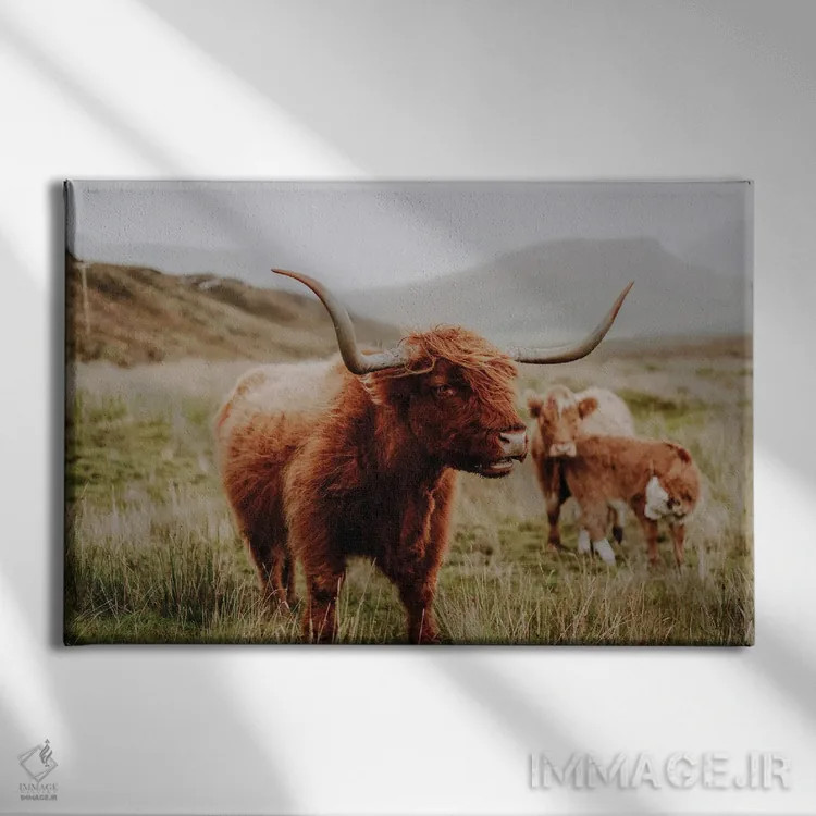 تابلو گاو کوهستانی چهار اثر فابیان فورتمن - نمای روبهرو روی دیوار