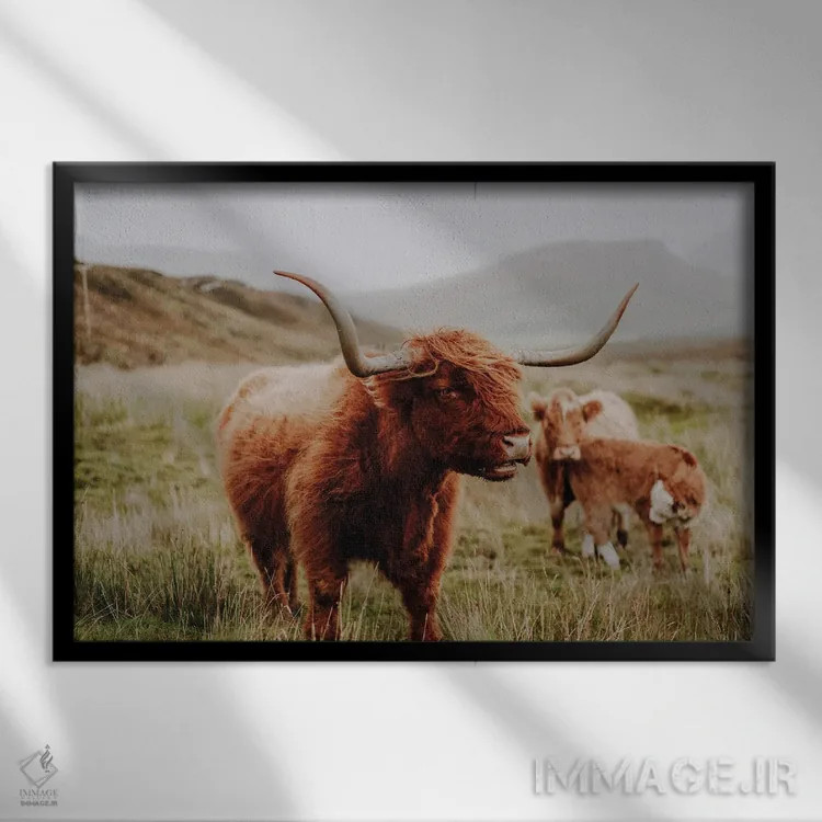 تابلو گاو کوهستانی چهار اثر فابیان فورتمن - نمای قابدار مشکی