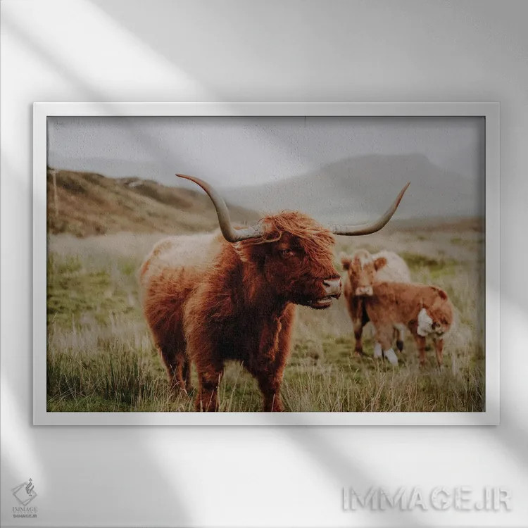 تابلو گاو کوهستانی چهار اثر فابیان فورتمن - نمای قابدار سفید