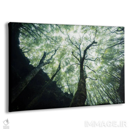 تابلو رویش به سوی نور اثر فابیان فورتمن - نمای پرسپکتیو محصول