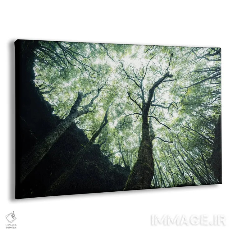تابلو رویش به سوی نور اثر فابیان فورتمن - نمای پرسپکتیو محصول