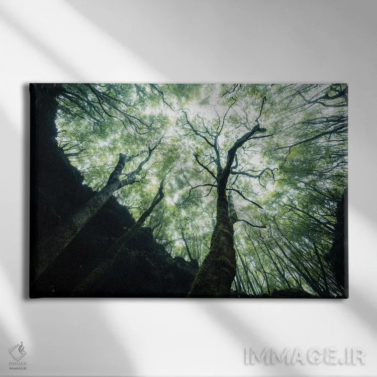 تابلو رویش به سوی نور اثر فابیان فورتمن - نمای روبهرو روی دیوار