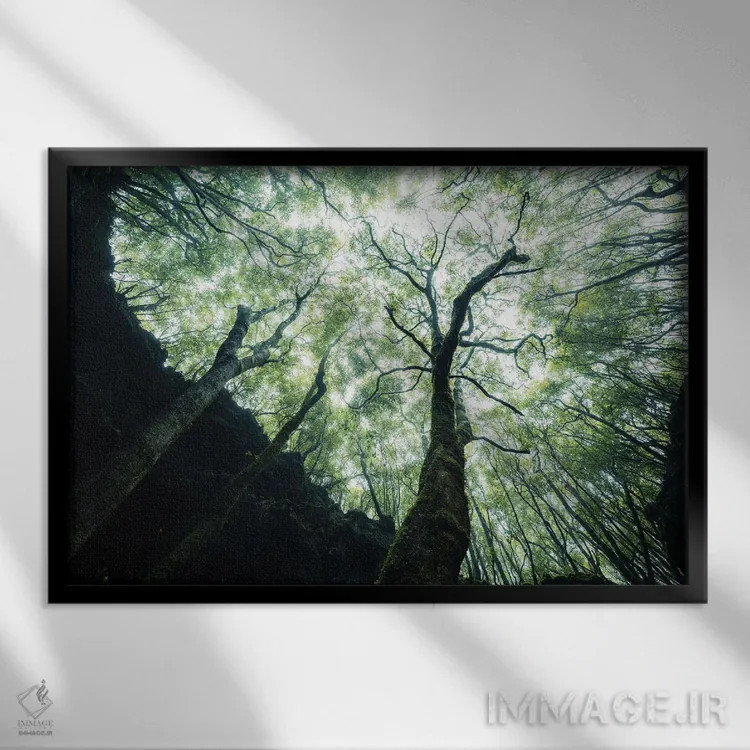 تابلو رویش به سوی نور اثر فابیان فورتمن - نمای قابدار مشکی