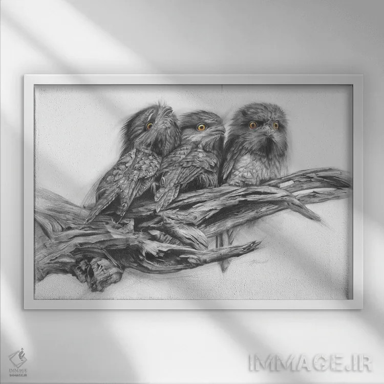 تابلو سهتایی قورباغهمنقار قهوهای (پرندگان) اثر فیونا فرانسوا - نمای قابدار سفید