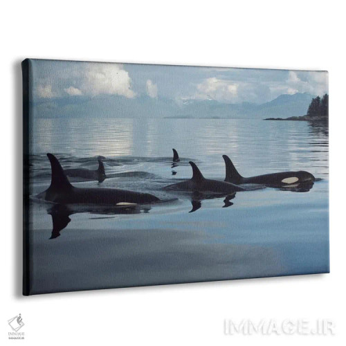 تابلو گروه نهنگ قاتل، تنگه جانستون، بریتیش کلمبیا، کانادا اثر فلیپ نیکلین (عکاس طبیعت و زیردریا) - نمای پرسپکتیو محصول