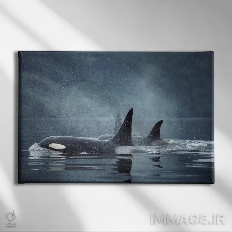 تابلو گروه نهنگ قاتل روی آب، تنگه جانستون، بریتیش کلمبیا، کانادا اثر فلیپ نیکلین (عکاس طبیعت و زیردریا) - نمای روبهرو روی دیوار