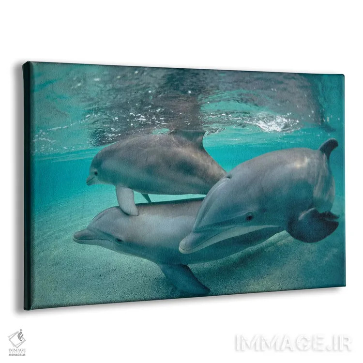 تابلو سهگانه دلفین بینیبطری زیر آب، هاوایی اثر فلیپ نیکلین (عکاس طبیعت و زیردریا) - نمای پرسپکتیو محصول