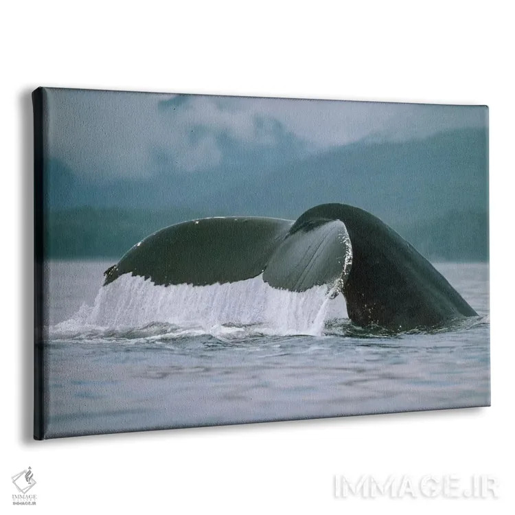 تابلو دم نهنگ گوژپشت، آلاسکا اثر فلیپ نیکلین (عکاس طبیعت و زیردریا) - نمای پرسپکتیو محصول