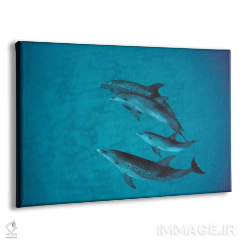 تابلو گروه دلفین خالدار آتلانتیک همراه بچه بدون خال، باهاما اثر فلیپ نیکلین (عکاس طبیعت و زیردریا) - نمای پرسپکتیو محصول