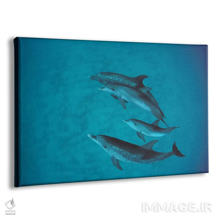 تابلو گروه دلفین خالدار آتلانتیک همراه بچه بدون خال، باهاما اثر فلیپ نیکلین (عکاس طبیعت و زیردریا) - نمای پرسپکتیو محصول