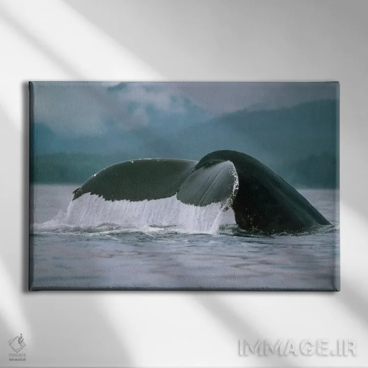 تابلو دم نهنگ گوژپشت، آلاسکا اثر فلیپ نیکلین (عکاس طبیعت و زیردریا) - نمای روبهرو روی دیوار