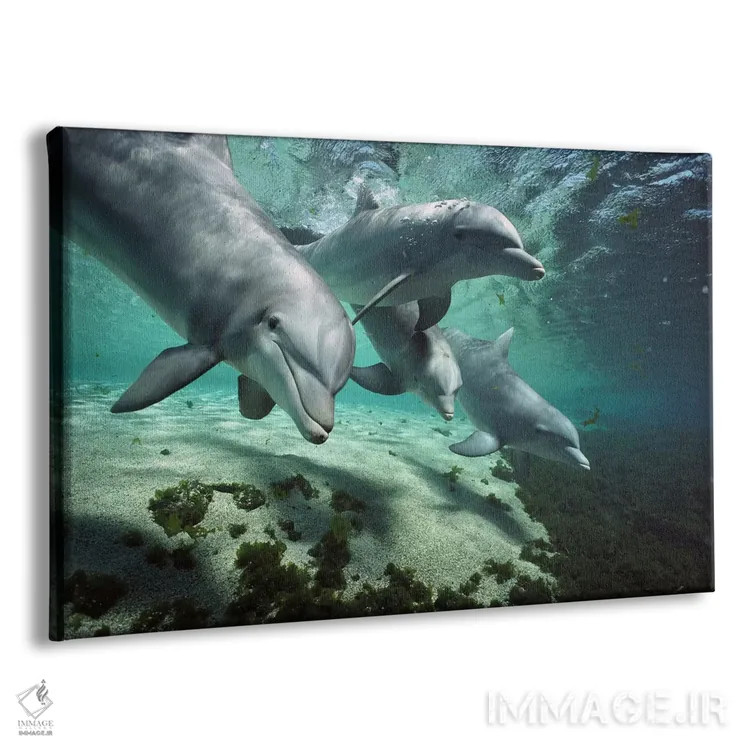 تابلو دسته دلفین بینیبطری، هاوایی اثر فلیپ نیکلین (عکاس طبیعت و زیردریا) - نمای پرسپکتیو محصول