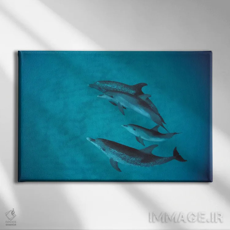 تابلو گروه دلفین خالدار آتلانتیک همراه بچه بدون خال، باهاما اثر فلیپ نیکلین (عکاس طبیعت و زیردریا) - نمای روبهرو روی دیوار