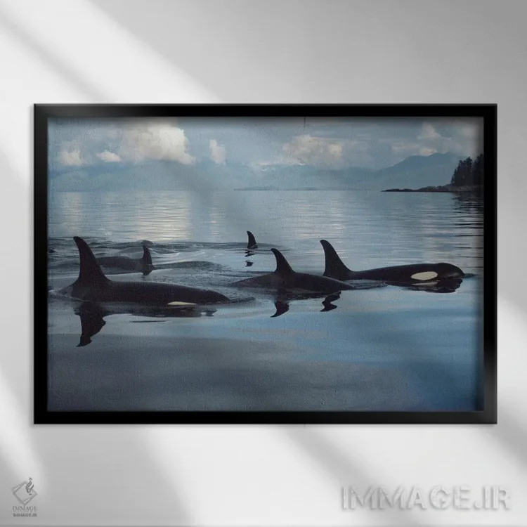 تابلو گروه نهنگ قاتل، تنگه جانستون، بریتیش کلمبیا، کانادا اثر فلیپ نیکلین (عکاس طبیعت و زیردریا) - نمای قابدار مشکی