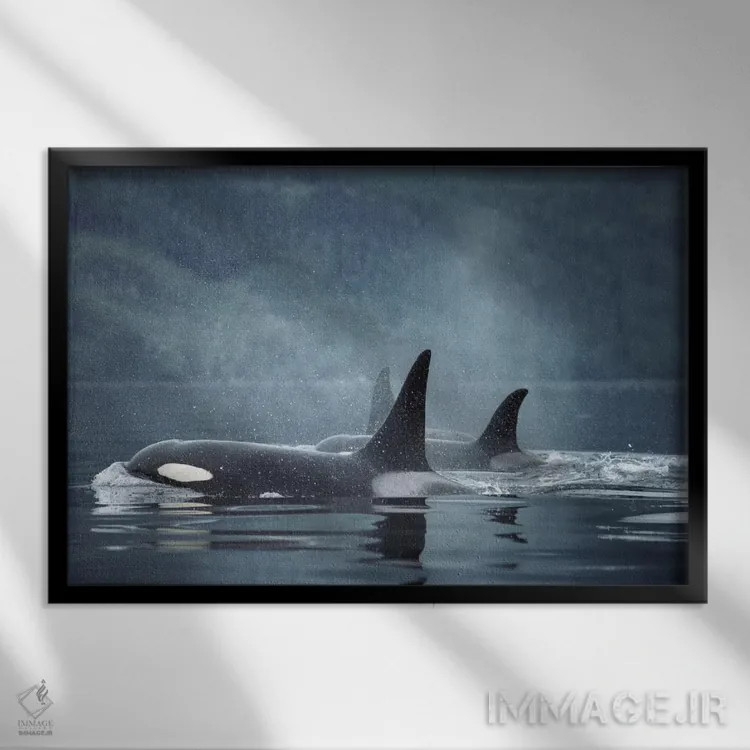 تابلو گروه نهنگ قاتل روی آب، تنگه جانستون، بریتیش کلمبیا، کانادا اثر فلیپ نیکلین (عکاس طبیعت و زیردریا) - نمای قابدار مشکی