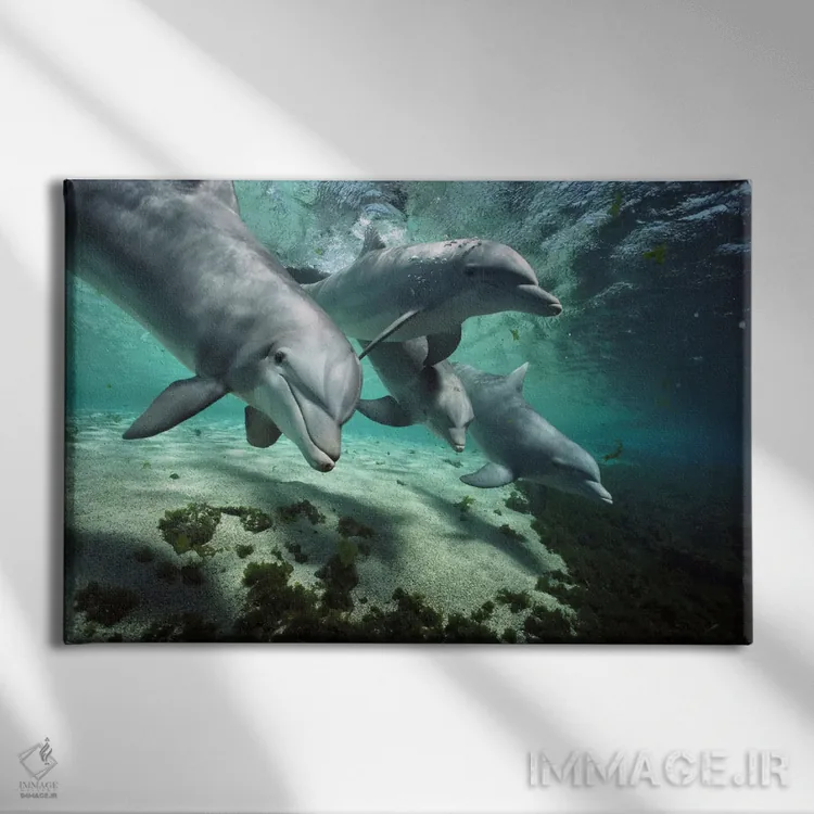 تابلو دسته دلفین بینیبطری، هاوایی اثر فلیپ نیکلین (عکاس طبیعت و زیردریا) - نمای روبهرو روی دیوار