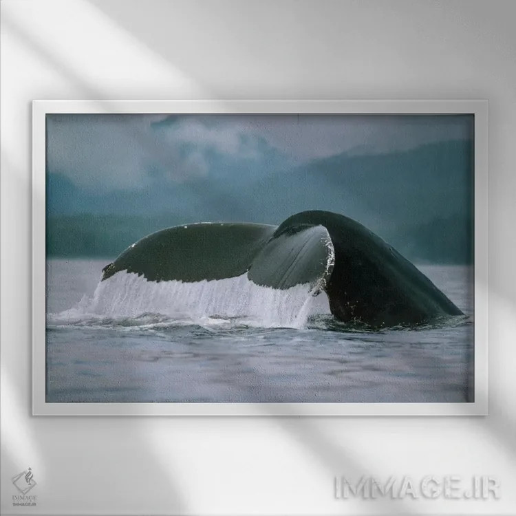 تابلو دم نهنگ گوژپشت، آلاسکا اثر فلیپ نیکلین (عکاس طبیعت و زیردریا) - نمای قابدار سفید