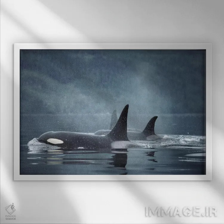 تابلو گروه نهنگ قاتل روی آب، تنگه جانستون، بریتیش کلمبیا، کانادا اثر فلیپ نیکلین (عکاس طبیعت و زیردریا) - نمای قابدار سفید