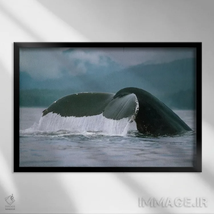 تابلو دم نهنگ گوژپشت، آلاسکا اثر فلیپ نیکلین (عکاس طبیعت و زیردریا) - نمای قابدار مشکی
