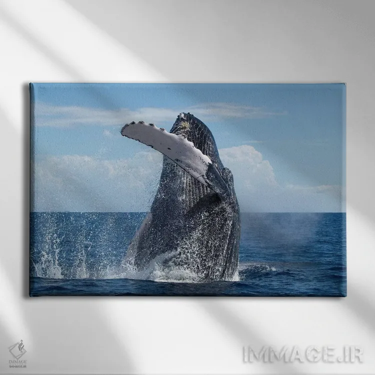 تابلو پریدن نهنگ گوژپشت، پناهگاه ملی دریایی نهنگ گوژپشت، مائوئی، هاوایی اثر فلیپ نیکلین (عکاس طبیعت و زیردریا) - نمای روبهرو روی دیوار