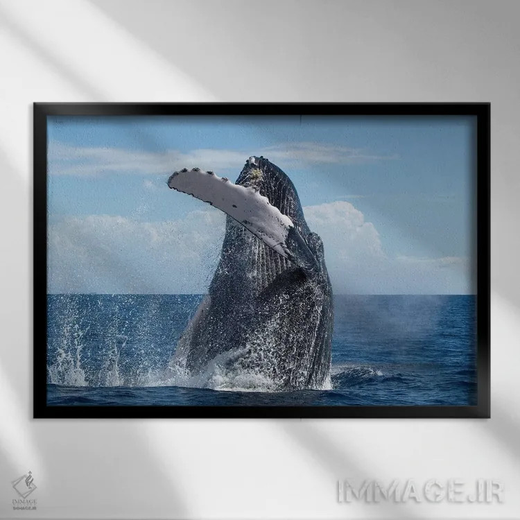 تابلو پریدن نهنگ گوژپشت، پناهگاه ملی دریایی نهنگ گوژپشت، مائوئی، هاوایی اثر فلیپ نیکلین (عکاس طبیعت و زیردریا) - نمای قابدار مشکی