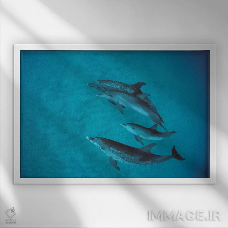 تابلو گروه دلفین خالدار آتلانتیک همراه بچه بدون خال، باهاما اثر فلیپ نیکلین (عکاس طبیعت و زیردریا) - نمای قابدار سفید