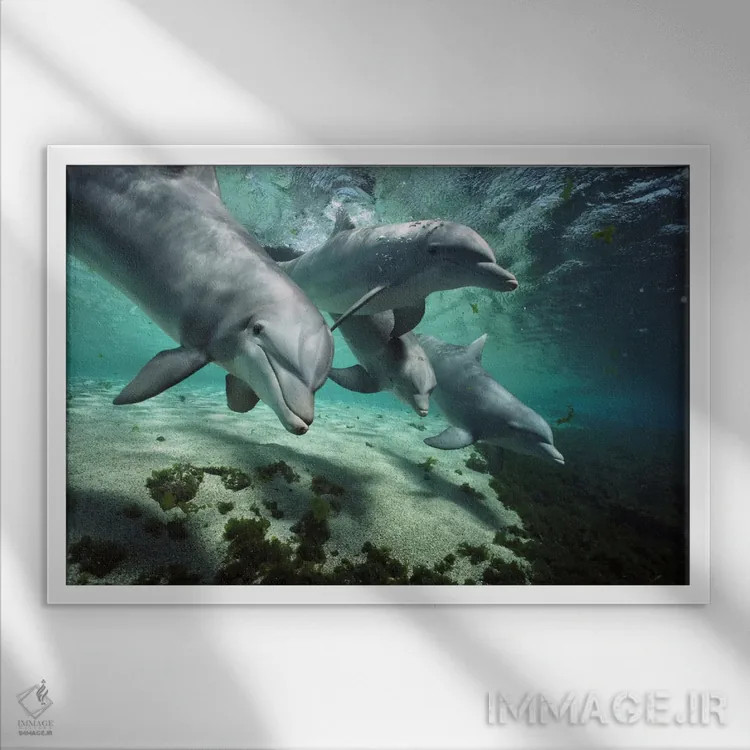 تابلو دسته دلفین بینیبطری، هاوایی اثر فلیپ نیکلین (عکاس طبیعت و زیردریا) - نمای قابدار سفید