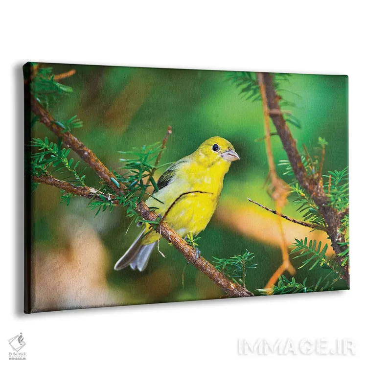 تابلو "آمریکا، مینهسوتا، مندوتا هایتس، خیابان موهیکان، فنچ زرین آمریکایی" اثر برنارد فریل - نمای پرسپکتیو محصول