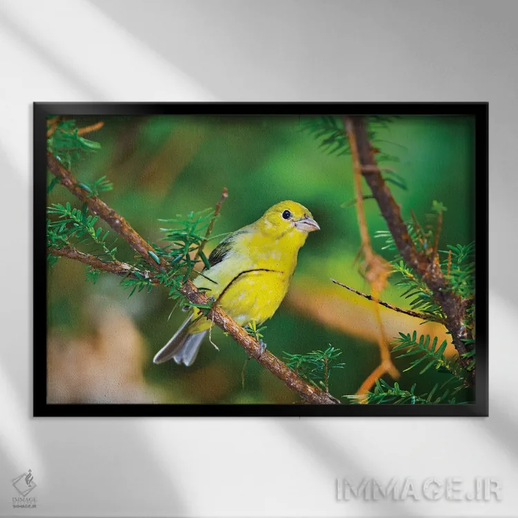 تابلو "آمریکا، مینهسوتا، مندوتا هایتس، خیابان موهیکان، فنچ زرین آمریکایی" اثر برنارد فریل - نمای قابدار مشکی