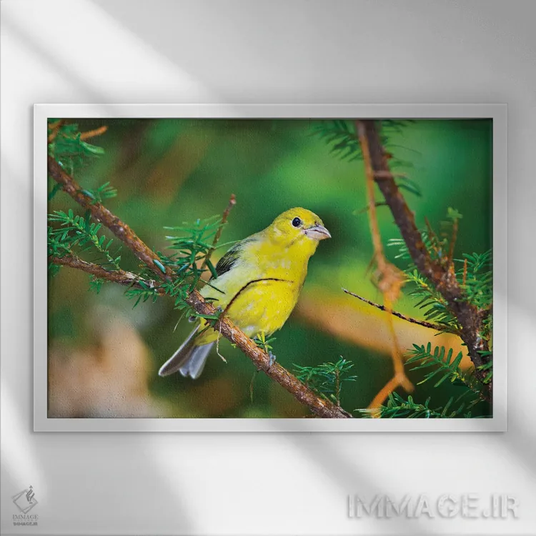 تابلو "آمریکا، مینهسوتا، مندوتا هایتس، خیابان موهیکان، فنچ زرین آمریکایی" اثر برنارد فریل - نمای قابدار سفید