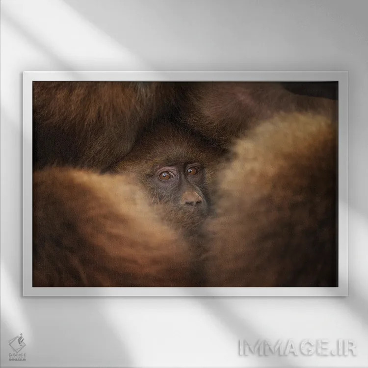 تابلو مانند در پناهگاه اثر فرن رودریگز - نمای قابدار سفید