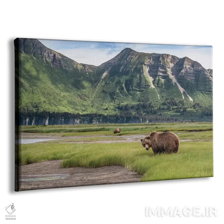 تابلو Alaska, Katmai National Park, Hallo Bay. Coastal Brown Bear I,ایالات متحده، آلاسکا، پارک ملی کتمای، خلیج هالو. خرس قهوهای ساحلی ۱ اثر فرانک زوری - نمای پرسپکتیو محصول