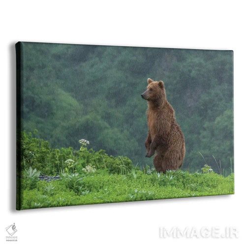 تابلو Alaska, Katmai National Park, Hallo Bay. Coastal Brown Bear II,ایالات متحده، آلاسکا، پارک ملی کتمای، خلیج هالو. خرس قهوهای ساحلی ۲ اثر فرانک زوری - نمای پرسپکتیو محصول