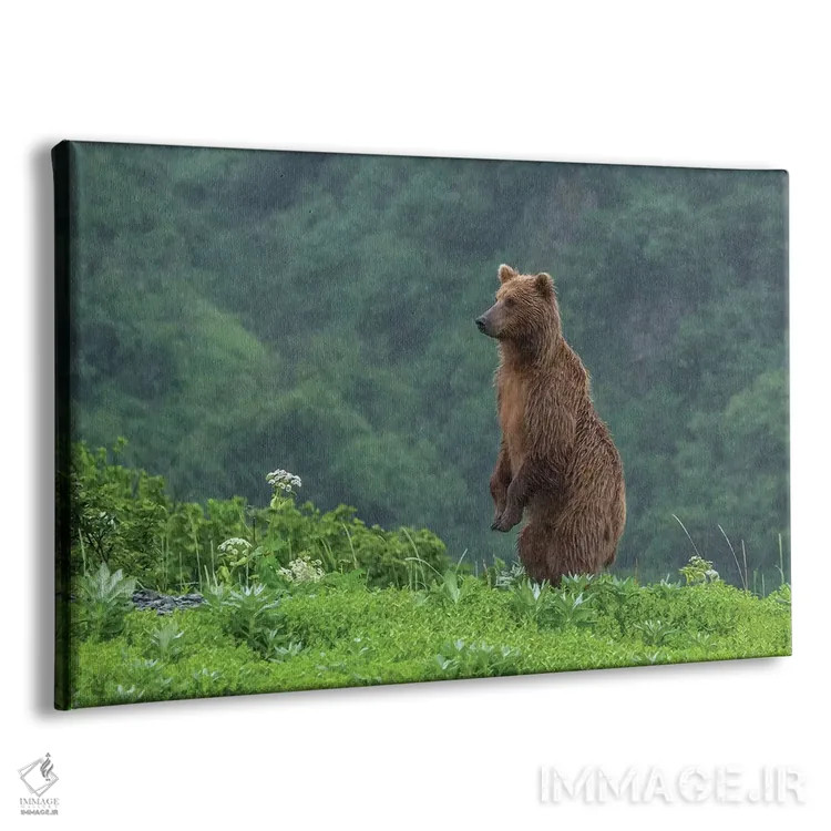 تابلو Alaska, Katmai National Park, Hallo Bay. Coastal Brown Bear II,ایالات متحده، آلاسکا، پارک ملی کتمای، خلیج هالو. خرس قهوهای ساحلی ۲ اثر فرانک زوری - نمای پرسپکتیو محصول