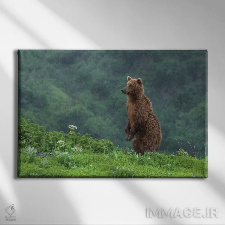 تابلو Alaska, Katmai National Park, Hallo Bay. Coastal Brown Bear II,ایالات متحده، آلاسکا، پارک ملی کتمای، خلیج هالو. خرس قهوهای ساحلی ۲ اثر فرانک زوری - نمای روبهرو روی دیوار