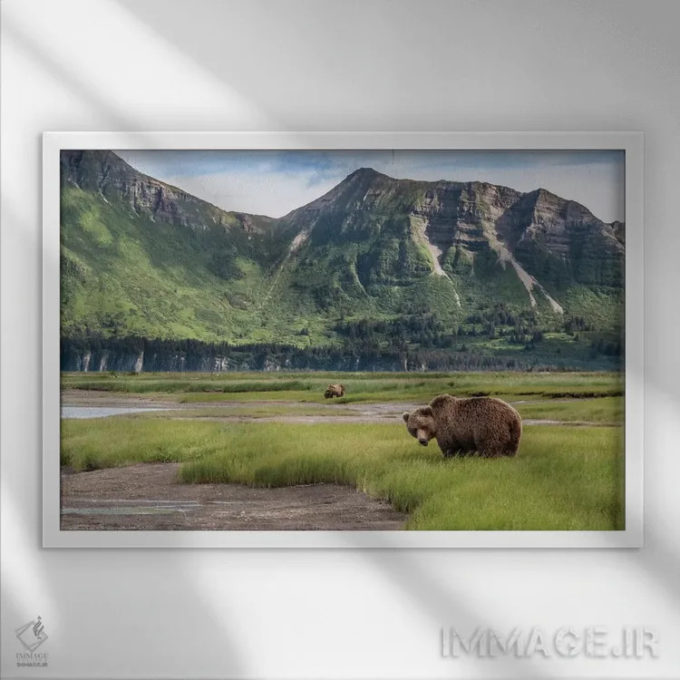 تابلو Alaska, Katmai National Park, Hallo Bay. Coastal Brown Bear I,ایالات متحده، آلاسکا، پارک ملی کتمای، خلیج هالو. خرس قهوهای ساحلی ۱ اثر فرانک زوری - نمای قابدار سفید