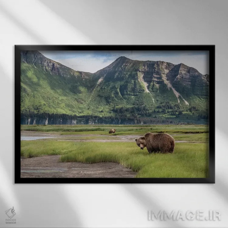 تابلو Alaska, Katmai National Park, Hallo Bay. Coastal Brown Bear I,ایالات متحده، آلاسکا، پارک ملی کتمای، خلیج هالو. خرس قهوهای ساحلی ۱ اثر فرانک زوری - نمای قابدار مشکی