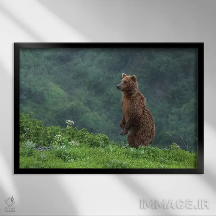 تابلو Alaska, Katmai National Park, Hallo Bay. Coastal Brown Bear II,ایالات متحده، آلاسکا، پارک ملی کتمای، خلیج هالو. خرس قهوهای ساحلی ۲ اثر فرانک زوری - نمای قابدار مشکی